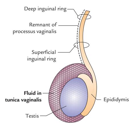 the thick whitish layer surrounding the testes is the|27.1 Anatomy and Physiology of the Testicular Reproductive System.